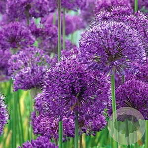 Allium aflatunense 'Purple Sensation' GM P9