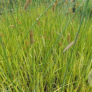 Alopecurus pratensis 'Aureovariegatus' GM P9
