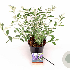 Buddleja 'Lochinch' 30-40 cm 3,0L