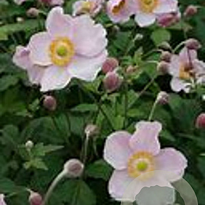 Anemone hybrida 'OuvertÃ¼re' GM P9