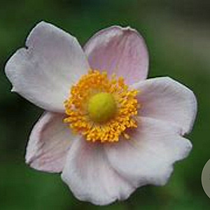 Anemone hybrida 'Richard Ahrens' GM P9