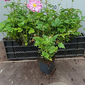 Anemone hybrida 'Serenade' GM P9