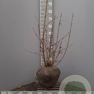 Callicarpa bod. 'Profusion' 80-100 cm met kluit