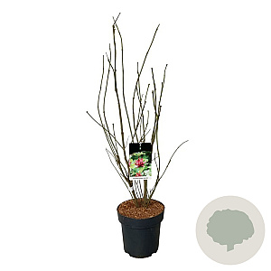 Calycanthus r. 'Aphrodite' 80-100 cm 15L