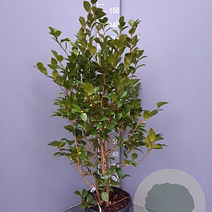 Camellia japonica 100-125 cm 15L