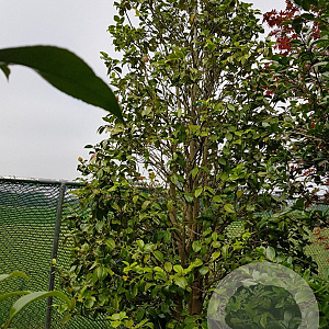 Camellia japonica 300-350 cm container solitair