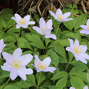 Anemone nemorosa 'Robinsoniana' GM P9