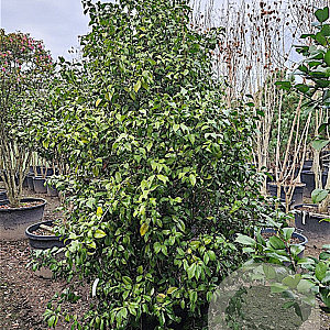 Camellia j. 'Snowball' 200-250 cm container meerstammig