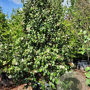 Camellia j. 'Snowball' 200-250 cm container meerstammig