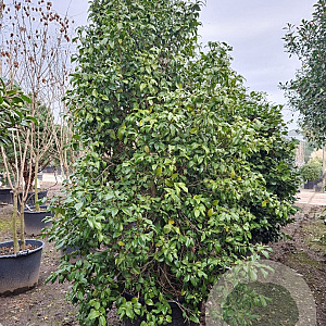 Camellia j. 'Snowball' 200-250 cm container meerstammig