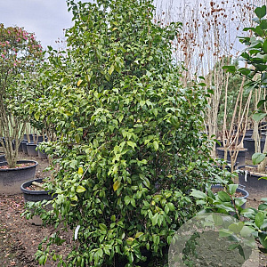 Camellia j. 'Snowball' 200-250 cm container meerstammig