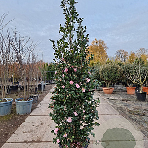 Camellia sasanqua 175-200 cm 30L