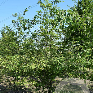 Carpinus betulus 150-175 cm draadkluit meerstammig 80-100 breed