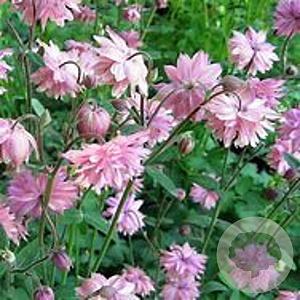 Aquilegia vulgaris 'Rose Barlow' GM P9