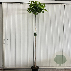 Catalpa bignonioides 'Nana' 180 cm stam 10L