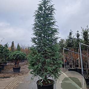 Cedrus deodara 300-350 cm cont. 110L