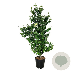 Cercidiphyllum japonicum 150-175 cm 30L extra