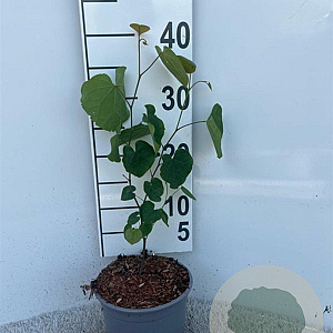 Cercis canadensis 60-100 cm 2,0L