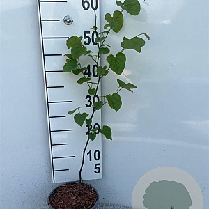 Cercis canadensis 60-100 cm 2,0L