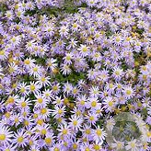Aster ageratoides JS 'Eleven Purple' GM P9
