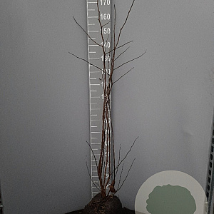 Cercis siliquastrum 125-150 cm container meerstammig