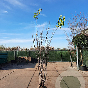 Cercis siliquastrum 250-300 cm draadkluit meerstammig 4 X verplant extra