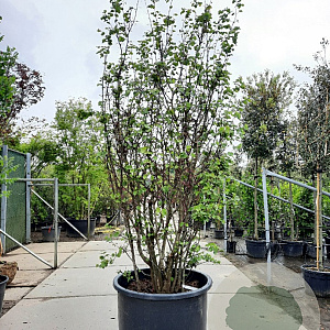 Cercis siliquastrum 300-350 cm container meerstammig