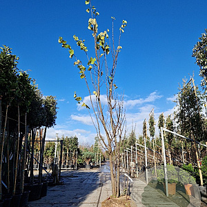 Cercis siliquastrum 350-400 cm draadkluit meerstammig