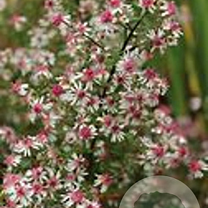 Aster lateriflorus 'Prince' GM P9