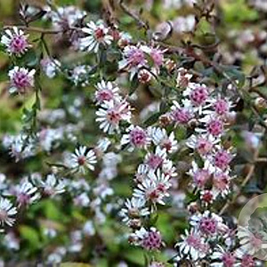 Aster laterifolius 'Lady in Black' GM P9