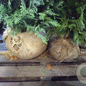 Chamaecyparis l. 'Columnaris' 175-200 cm met kluit