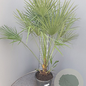 Chamaerops humilis 70-90 cm 9L