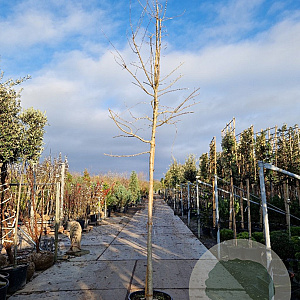 Chionanthus retusus 180 cm stam container 14-16