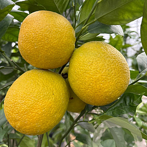 Citrus sinensis 100-110 cm 20L stam