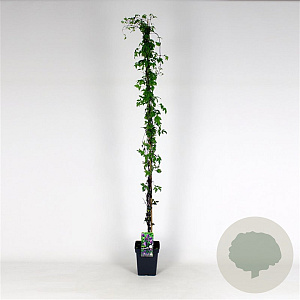 Clematis alpina 150-175 cm 5,0L