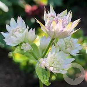 Astrantia major 'Sunningdale Var. ' GM P9