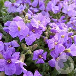 Aubrieta 'Blue Carpet' GM P9