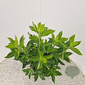 Clethra alnifolia 60-65 cm 3,0L