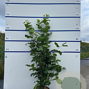 Corylus avellana 100-125 cm 7,5L solitair