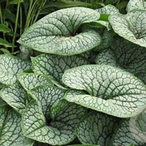 Brunnera macrophylla 'Sea Heart' GM P9