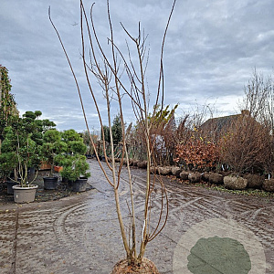 Cotinus coggygria 200-250 cm draadkluit meerstammig