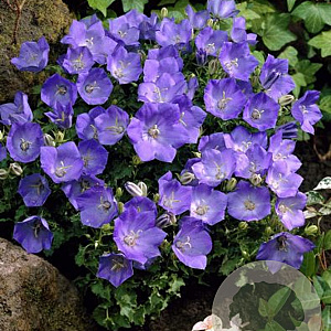 Campanula carpatica 'Blaue clips' GM P9