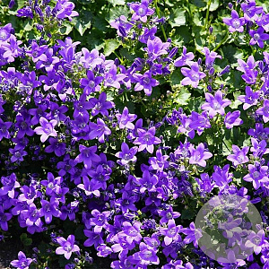 Campanula carpatica 'Kobaltglocke' GM P9