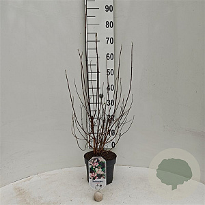 Deutzia scabra 'Codsall Pink' 30-40 cm 3,0L