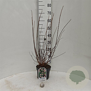 Deutzia scabra 'Plena' 30-40 cm 3,0L