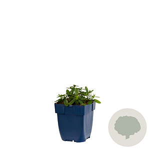 Enkianthus campanulatus 100-125 cm 20L