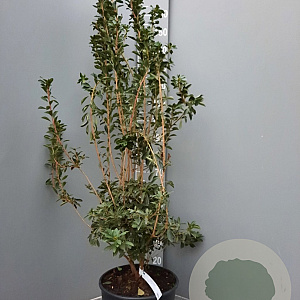 Enkianthus campanulatus 125-150 cm 20L