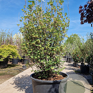 Enkianthus campanulatus 200-225 cm container meerstammig