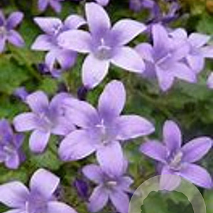 Campanula portenschlagiana 'Resholt Variety' GM P9