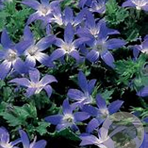 Campanula poscharskyana 'Blue Gown' GM P9